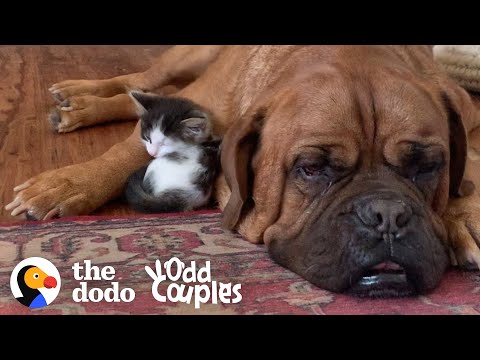 135-Pound Mastiff Becomes Obsessed With A Tiny Kitten  | The Dodo Odd Couples