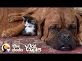 135 Pound Mastiff Becomes Obsessed With A Tiny Kitten The Dodo Odd Couples
