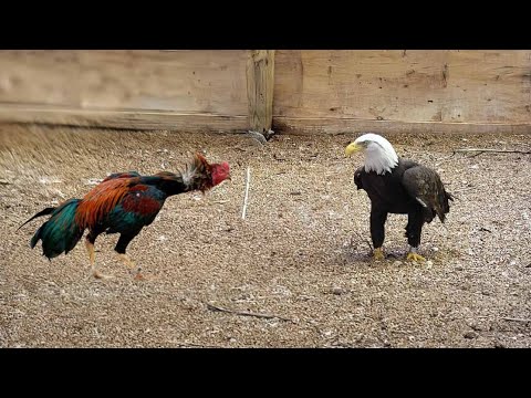 A Águia não Sabia que o Galo era de Briga