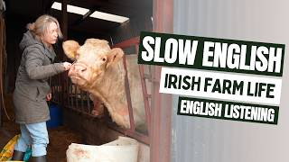 Life on an Irish Farm & Meet Flossy the Cow - (A2–B1 Listening Practice)