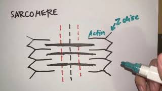 Sarcomere