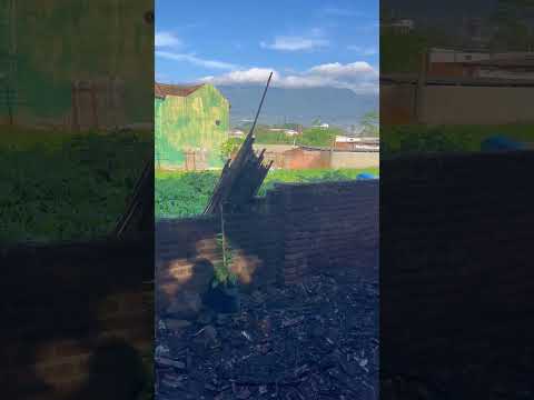 Before and After my minigarden #rumahsederhana #berkebun #gardening #minigarden