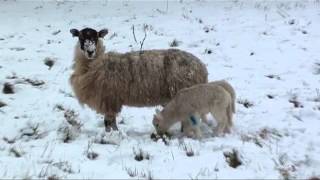 preview picture of video 'Ickworth House spring lambs in the snow'