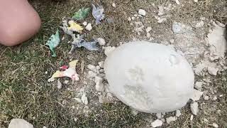 Dinosaur Egg- Found  9 dinosaurs inside the  Giant EGG