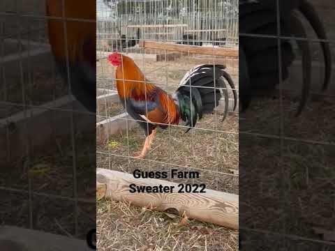 Guess Farm Sweater 2022 - Gustavo Sanchez