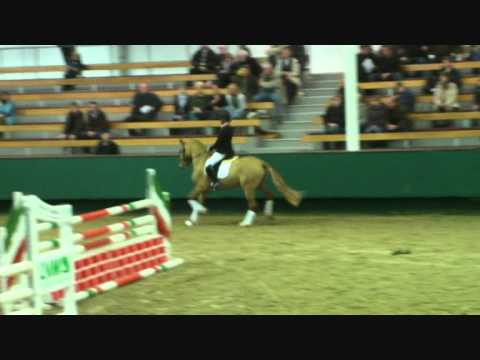 06.02.2011 Reitpony-Hengstschau Münster Teil III (Dance Star AT & Dimension AT)