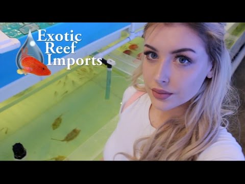 download lagu mp3 mp4 Exotic Fish Reef Imports, download lagu Exotic Fish Reef Imports gratis, unduh video klip Exotic Fish Reef Imports