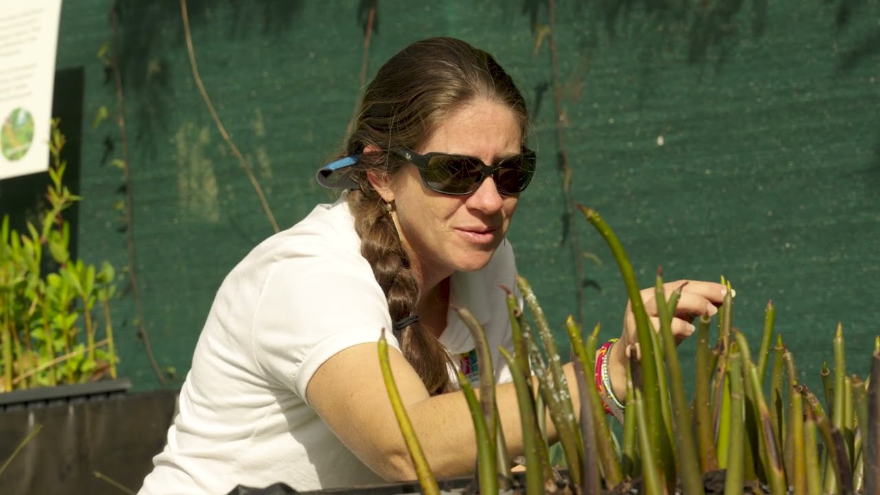 Mangrove Restoration in The Bahamas - Community Involvement