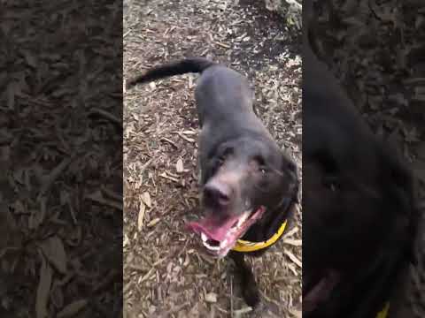 Kiran, an adoptable Chocolate Labrador Retriever Mix in Killingworth, CT_image-1