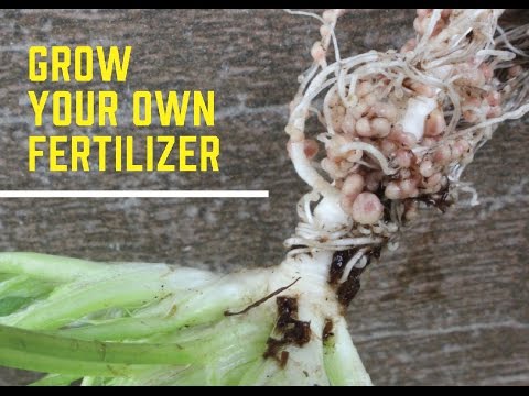 Grow Your Own Fertilizer