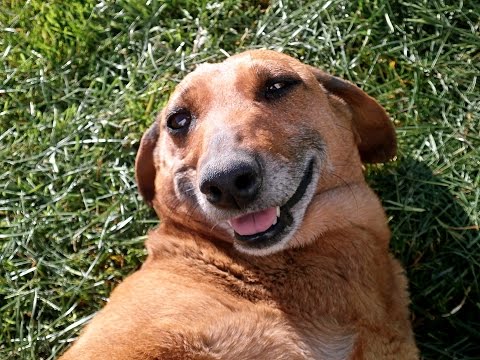 100 Folk Celsius - A kutyám meg én