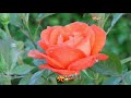 Poova Poova Poova Poova Poove Whatsapp Status Female Version Jothika Poovellamkettuppar Suriya