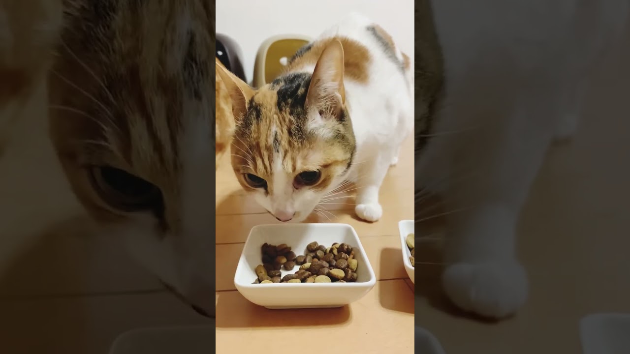 ASMRカリカリ音フェチ【Uzu&Nene channel 】