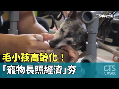 毛小孩高齡化！　飼主助其安享晚年「寵物長照經濟」夯