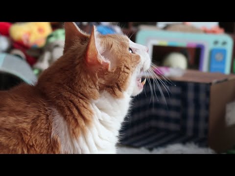 Cat Meows After Eating. Wants To Eat More.