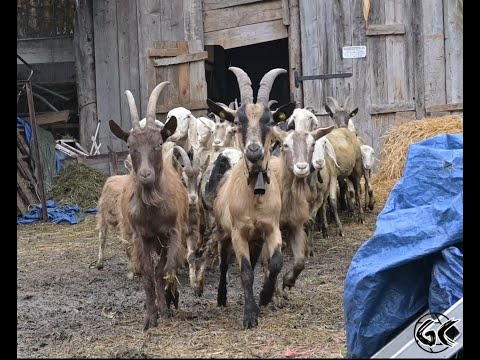 Dalla stalla all'alpeggio