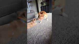 Video preview image #1 American Pit Bull Terrier-Unknown Mix Puppy For Sale in Visalia, CA, USA