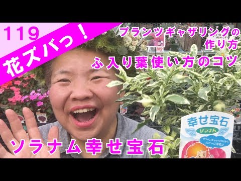 互葉のヒメソウ 植物