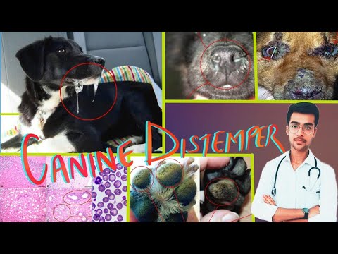 Canine Distemper : Etiology, clinical signs, lesions, pathogenesis, diagnosis || Aniket tyagi
