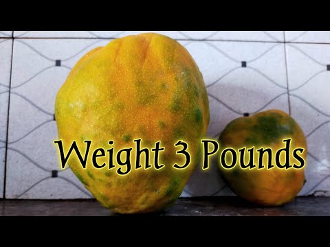 Big Mango variety || Big size Mango || Collector