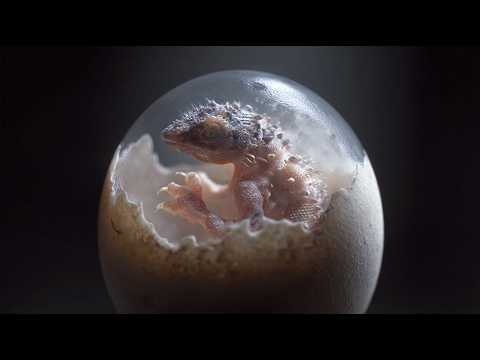 The chicken is a direct descendant of the Tyrannosaurus. And science has proven it!