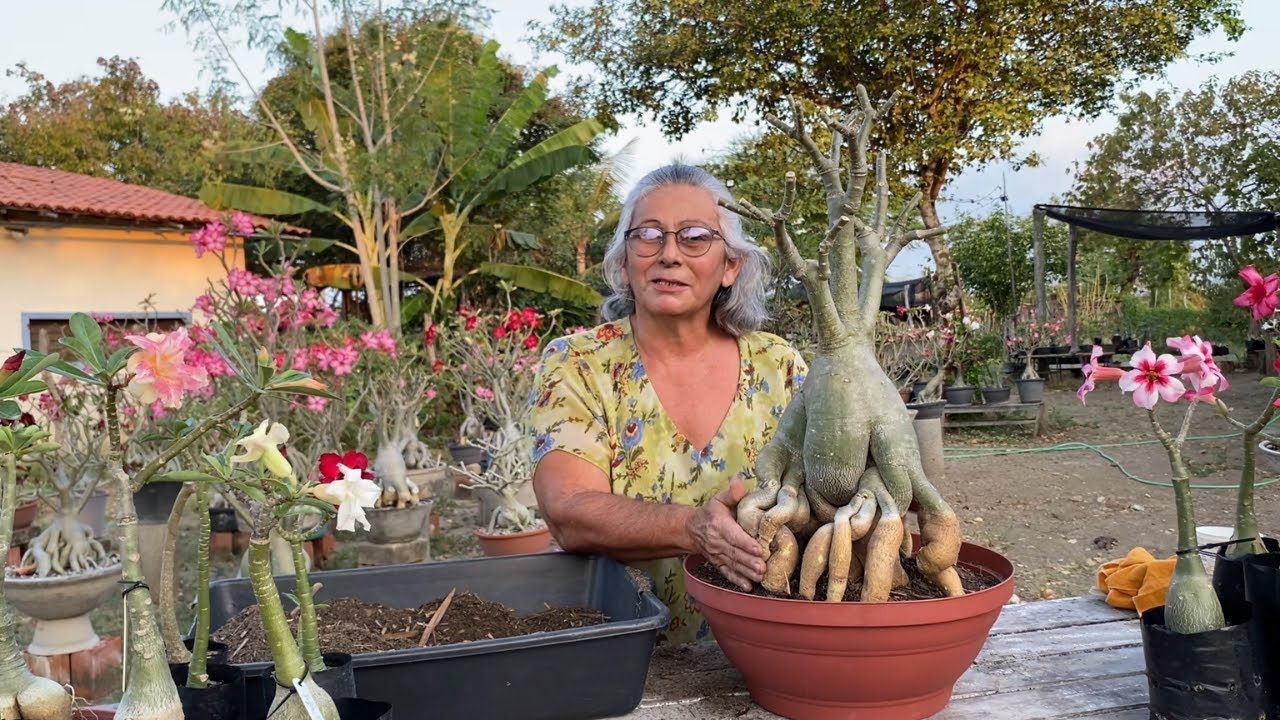 Passo a Passo do Replantio da Rosa do Deserto