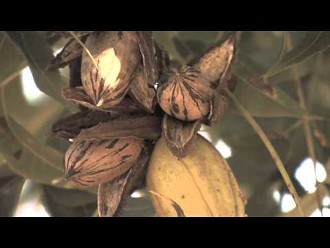 download lagu mp3 mp4 Pecan Trees In Georgia, download lagu Pecan Trees In Georgia gratis, unduh video klip Pecan Trees In Georgia