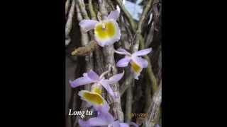 preview picture of video 'Thời điểm & mùa nở hoa của 1 số loại lan'