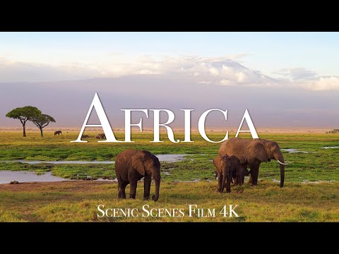 Amazing Wildlife Of Africa In