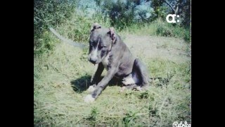 Раненого во время убийства амстаффа зоозащитники не отдают хозяину. Новости Афонтово