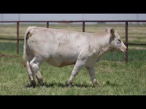 LOT 85 | PRIEST | 202 BDR