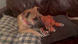 Video preview image #1 Mutt Puppy For Sale in Germanton, TN, USA