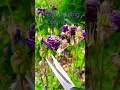 Deadheading: Columbine #aquilegia