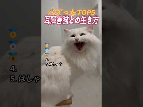 耳が聞こえない猫との
