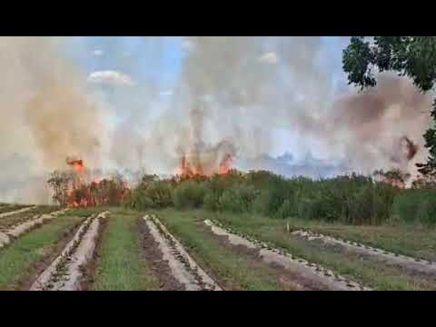 Este martes un incendio en Estancia Grande afectó plantaciones de arándanos y eucalipto.