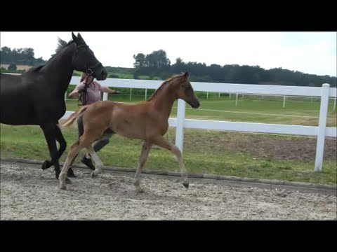 *2024 Hengst von DSP Dream Royal - Destano