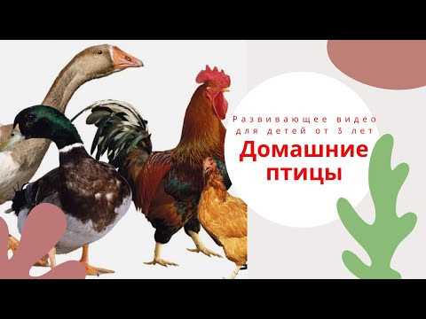 , title : 'ДОМАШНИЕ ПТИЦЫ.🐓🐥 Развивающее видео для детей от 3 лет. Домашние птицы для детей. Раннее развитие'