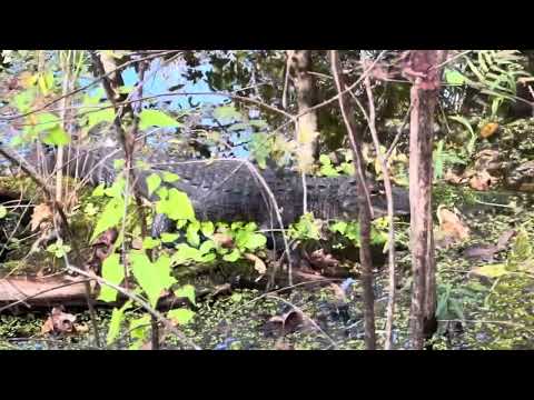 When you get to meet an alligator in your trail !