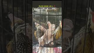 Download lagu Gacoran pelatuk bawang jantan vs betina#pelatukbawanggacor#kicaumaniaindonesia#shorts#fyp mp3 Download lagu Gacoran pelatuk bawang jantan vs betina#pelatukbawanggacor#kicaumaniaindonesia#shorts#fyp mp3