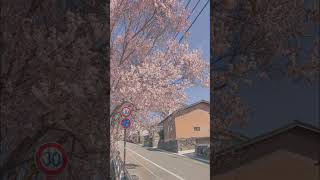 Download lagu flower🌸#bunga #sakura #jepang mp3