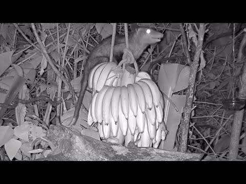 Common Opossum And A Wealth Of Bananas - March 26, 2020