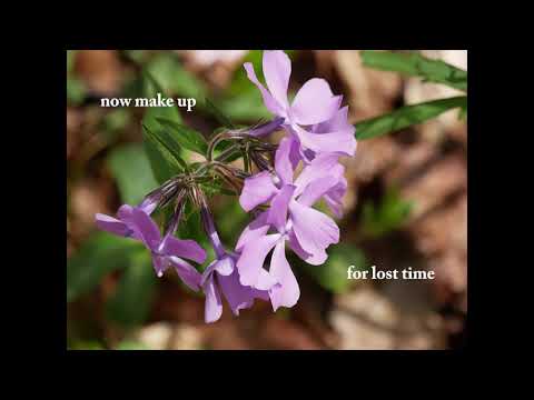 Spring Has Now Unwrapped the Flowers - Hymn 63 - Piae Cantiones/Thomas Benjamin - Cover by Les Tacy