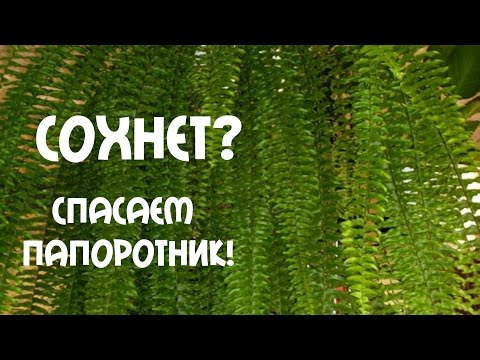 #ПАПОРОТНИК. КАК УХАЖИВАТЬ, ЧТОБЫ БЫЛ КРАСИВЫЙ?