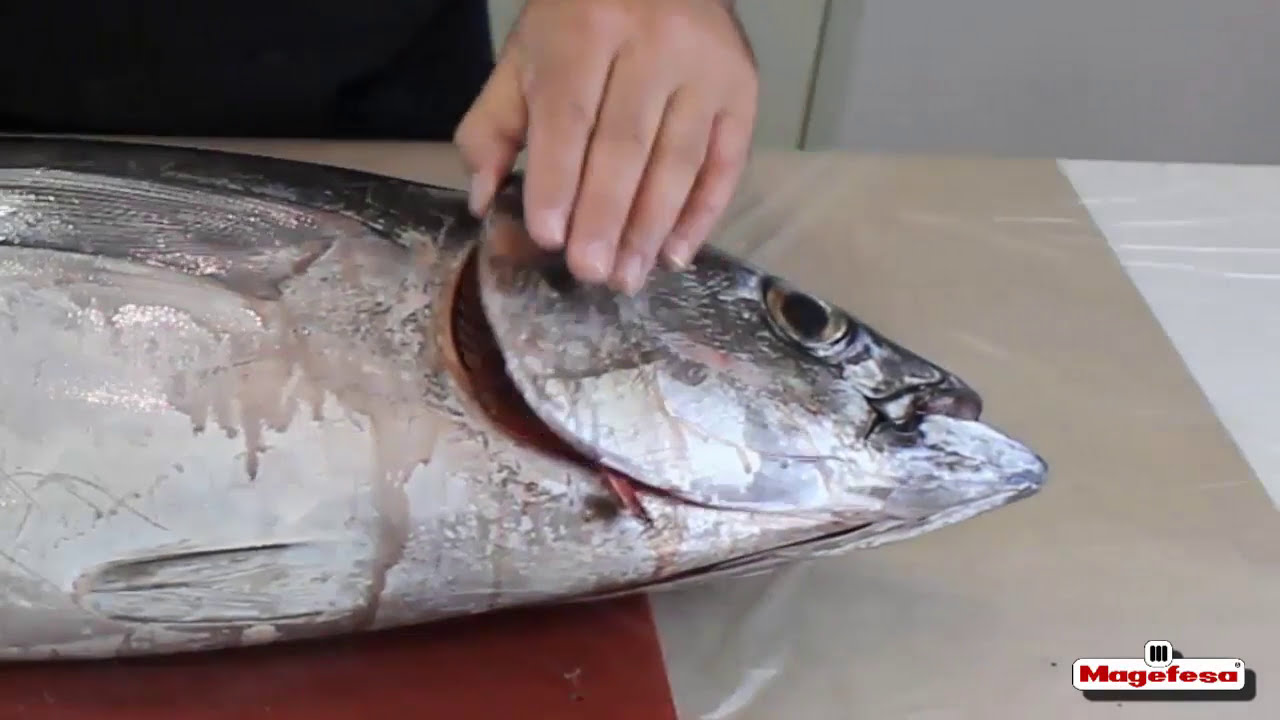 Watch LIMPIEZA y DESPIECE del BONITO del NORTE I Consejo de cocina MAGEFESA 👨🍳👩🏻🍳 Now LIMPIEZA y DESPIECE del BONITO del NORTE I Consejo de cocina MAGEFESA 👨🍳👩🏻🍳