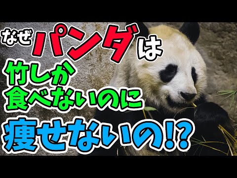 黄色ブドウ球菌