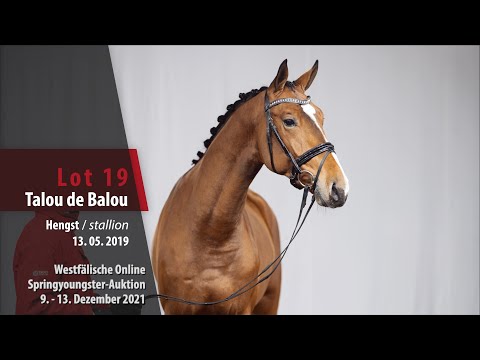 Online Springyoungster-Auktion Lot 19 Talou de Balou Hengst v. Taloubet Z - Balous Bellini