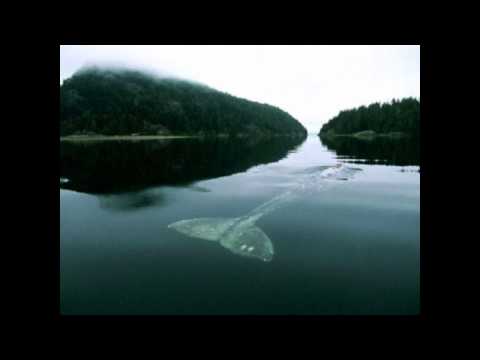 The Loneliest Whale