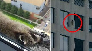 Daredevil Raccoon That Scaled Minnesota Skyscraper is Safe