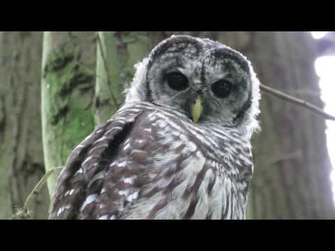 Beautiful barred owl