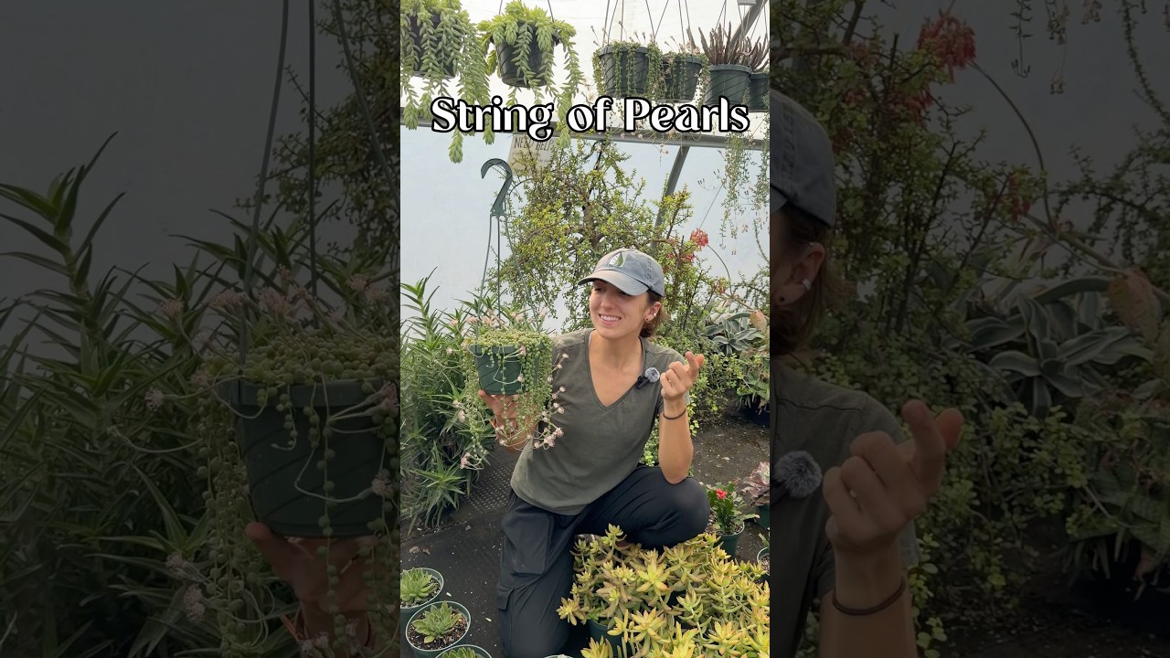 Trailing String of Pearls succulent showing off unique fragrant flowers at Vivero Growers Nursery in Austin.